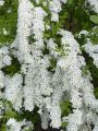 Tawuła niponska WHITE CARPET