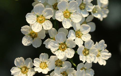Tavoľa nipponská  White Carpet