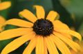 Rudbekia PAULINA