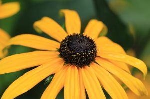 RUDBEKIA PAULINA 