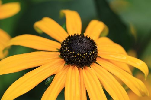 RUDBEKIA PAULINA 