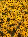 Rudbekia PAULINA