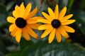 Rudbekia PAULINA