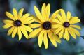 Rudbekia PAULINA