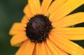 Rudbekia PAULINA
