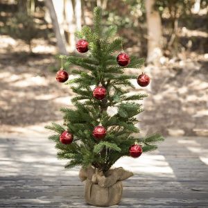 Smrek obyčajný zelený 60-70 cm