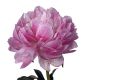 Piwonia MARGARET TRUMAN