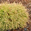 Thuja GOLDEN TUFFET