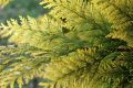 Thuja GOLDEN BRABANT
