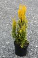 Thuja IRISH GOLD