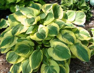 HOSTA CARNIVAL