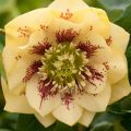 Ciemiernik DOUBLE ELLEN Yellow