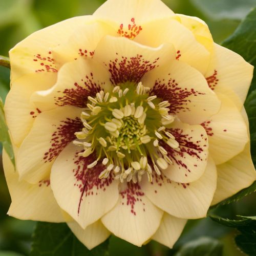 Hellebore DOUBLE ELLEN žltá
