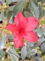 Azalia Hot Shot Variegata