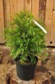 THUJA EUROPE GOLD
