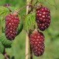 MALINOJEŻYNA