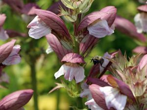 Acanthus White Lips