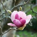 Magnolia RUSTICA RUBRA