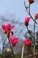 Magnolia WATERMELON