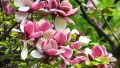 Magnolia LOMBARDY ROSE