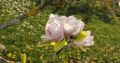 Magnolia LOMBARDY ROSE