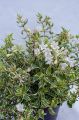 Abelia wielkokwiatowa Sparkling Silver