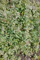 Abelia wielkokwiatowa Sparkling Silver