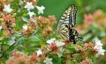 Abelia wielkokwiatowa Sparkling Silver