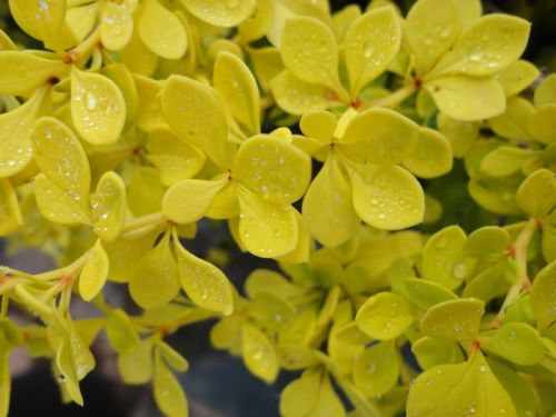 Berberis Thunbergia AUREA NANA