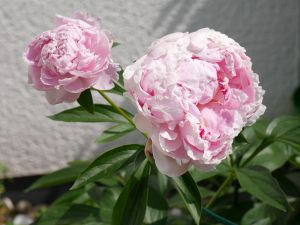 Pivonka čínska svetloružová