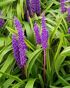 Liriope GOLD BANDED
