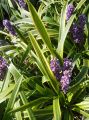 Liriope GOLD BANDED