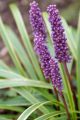 Liriope GOLD BANDED