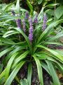 Liriope GOLD BANDED