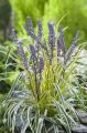 Liriope GOLD BANDED