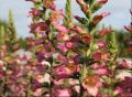 Naparstnica BERRY CANARY