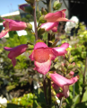 Naparstnica BERRY CANARY