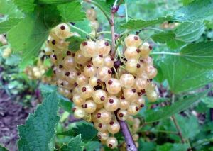 Rybíz biela WERSALSKA- krovitá