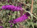 Budleja Dawida Harlequin