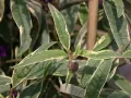 Budleja Dawida Harlequin