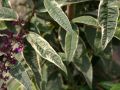 Budleja Dawida Harlequin