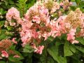 Hortensja Bukietowa WIM'S RED