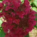 Hortensja Bukietowa WIM'S RED
