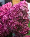 Hortensja Bukietowa WIM'S RED