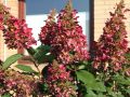 Hortensja Bukietowa WIM'S RED