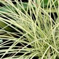 Turzyca Brunnea Jenneke