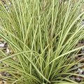 Turzyca Brunnea Jenneke