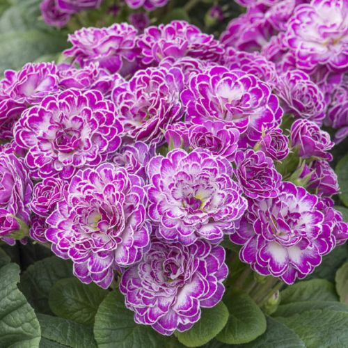 Primula Belarina 'Candy Frost' 