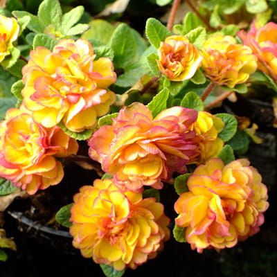 Primula Belarina  Rosette Nectarine