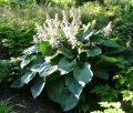 Funkia - Hosta BLUE MOON